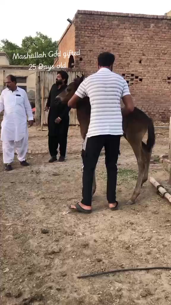 @احمد گل نمبر دار