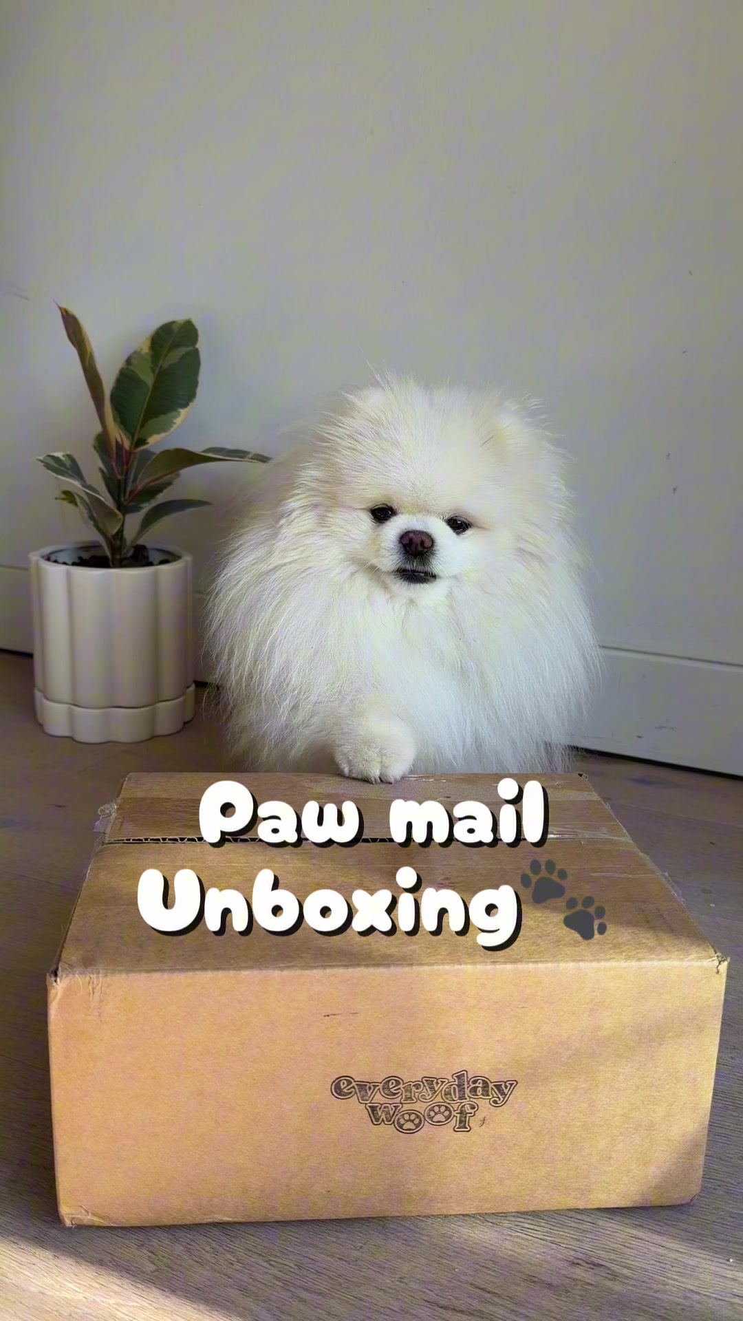 @lil.fluff.ball_mochi