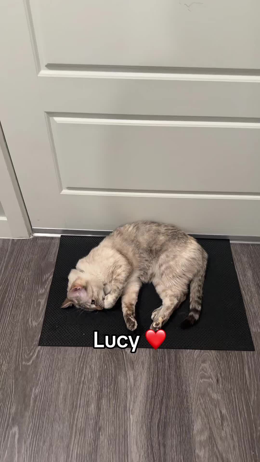 @Ricky and Lucy 🐈⬛