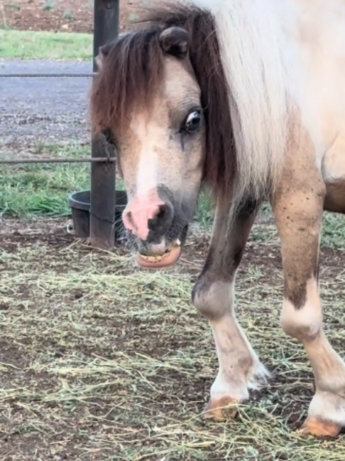 @Horses TikTok