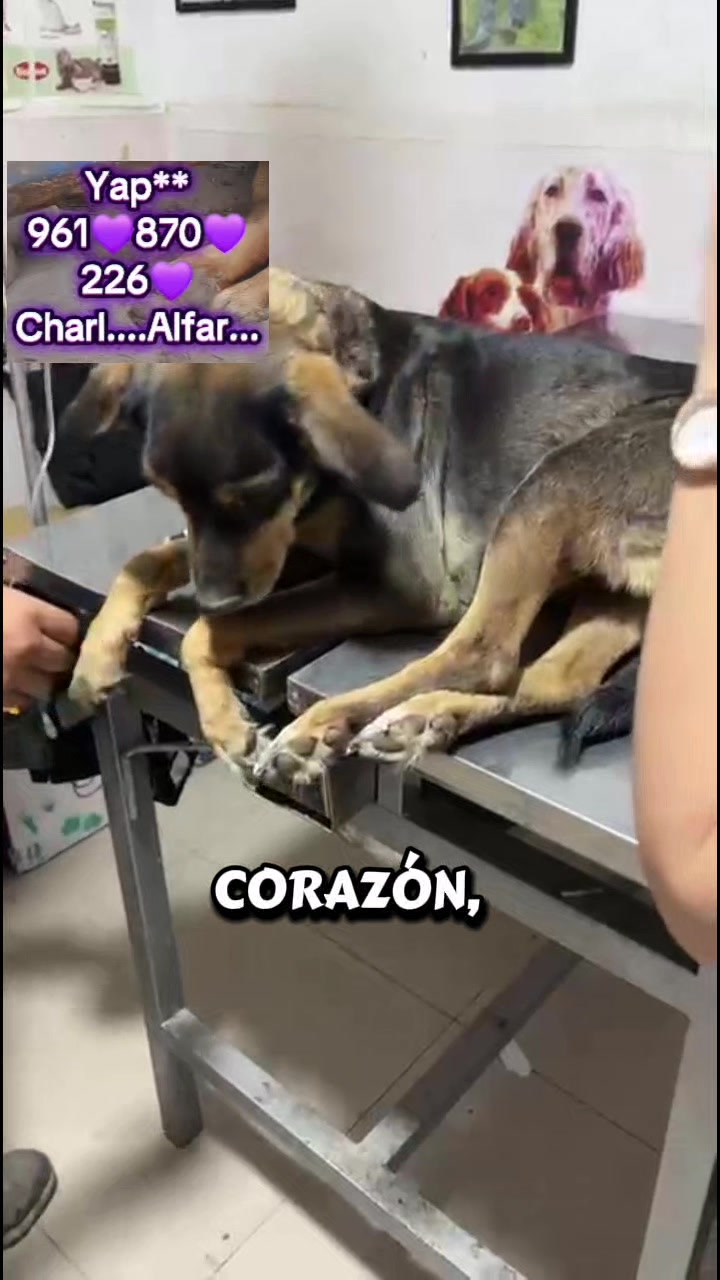 @Will AnimaLover