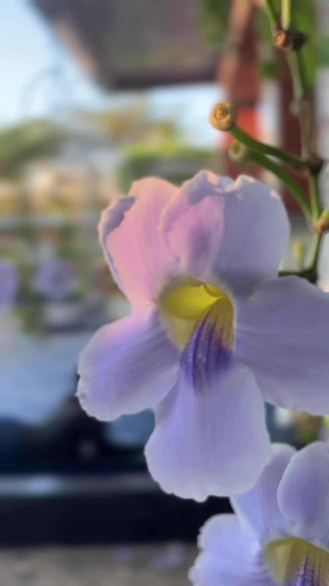 @Dh3ny