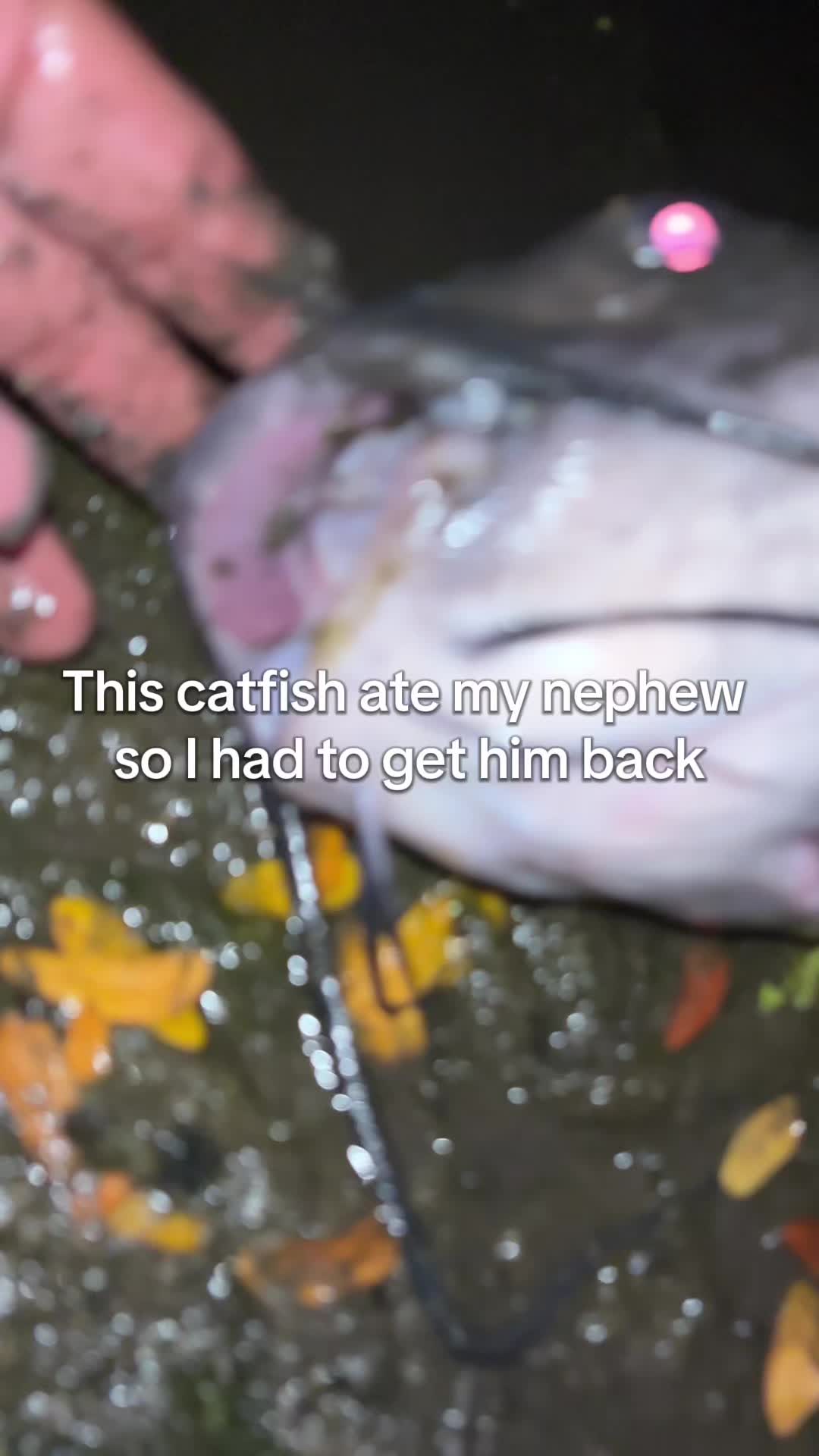 @Cujo Catches