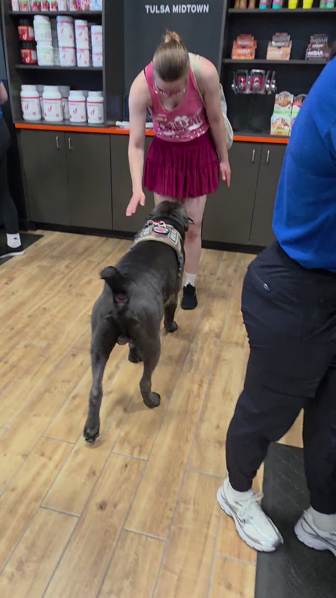 @Charlee The Cane Corso