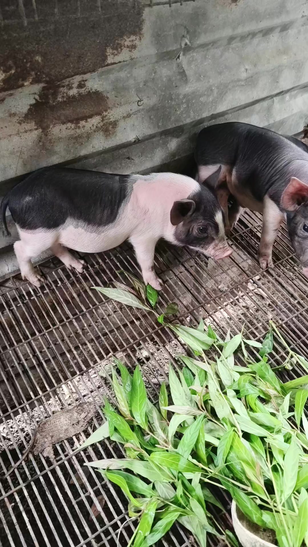 @funny farm1990