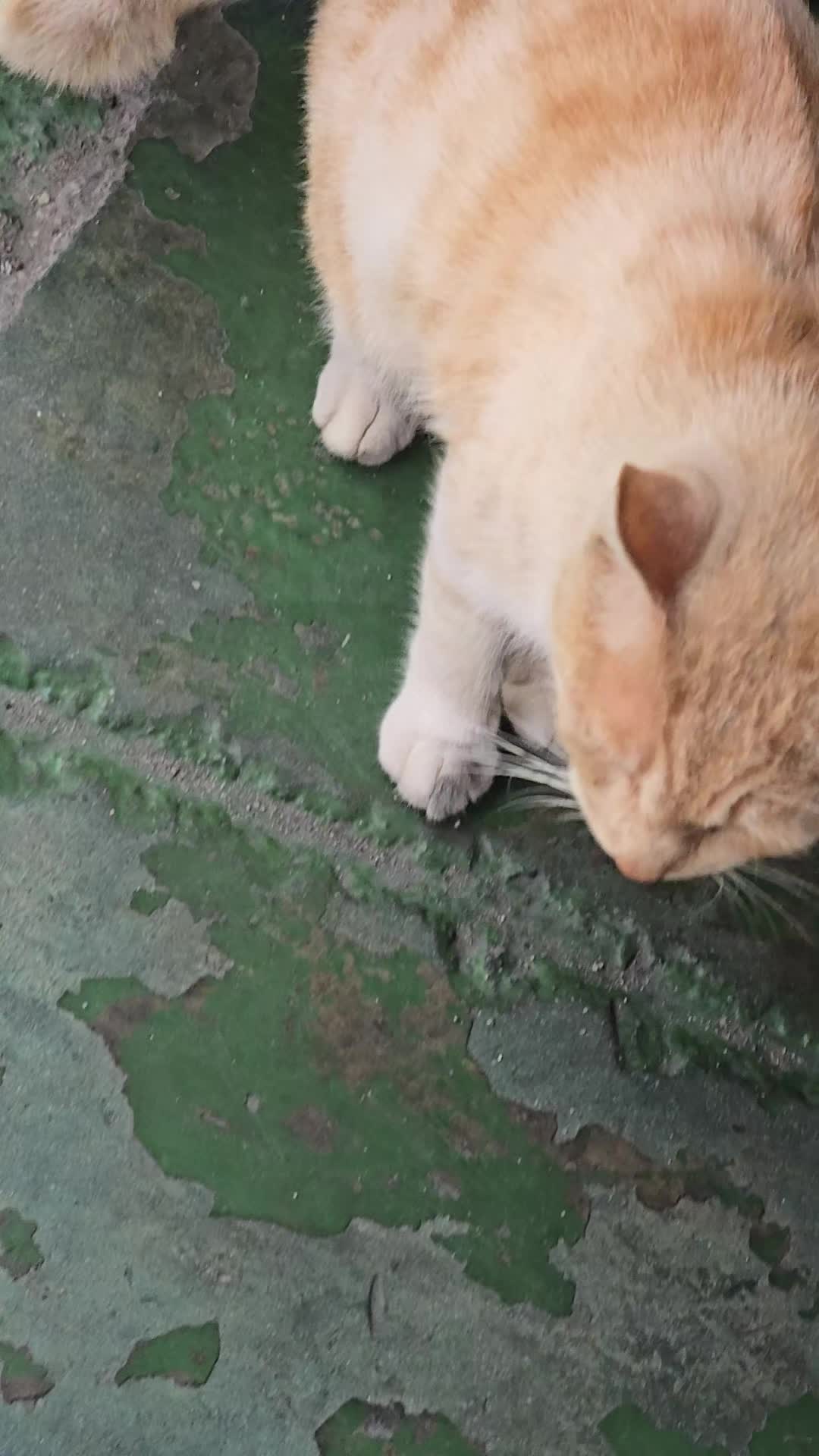 @고양이 형아