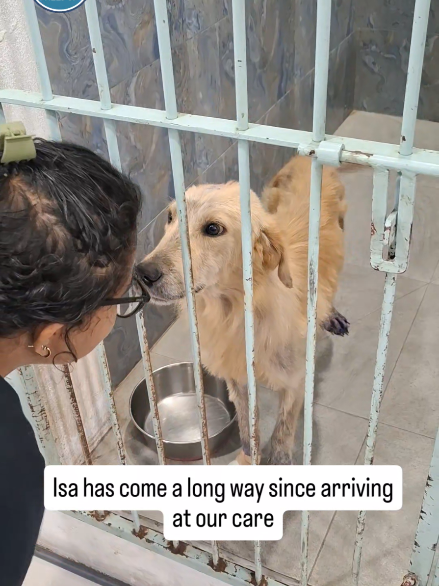 @tailsoffreedomsl