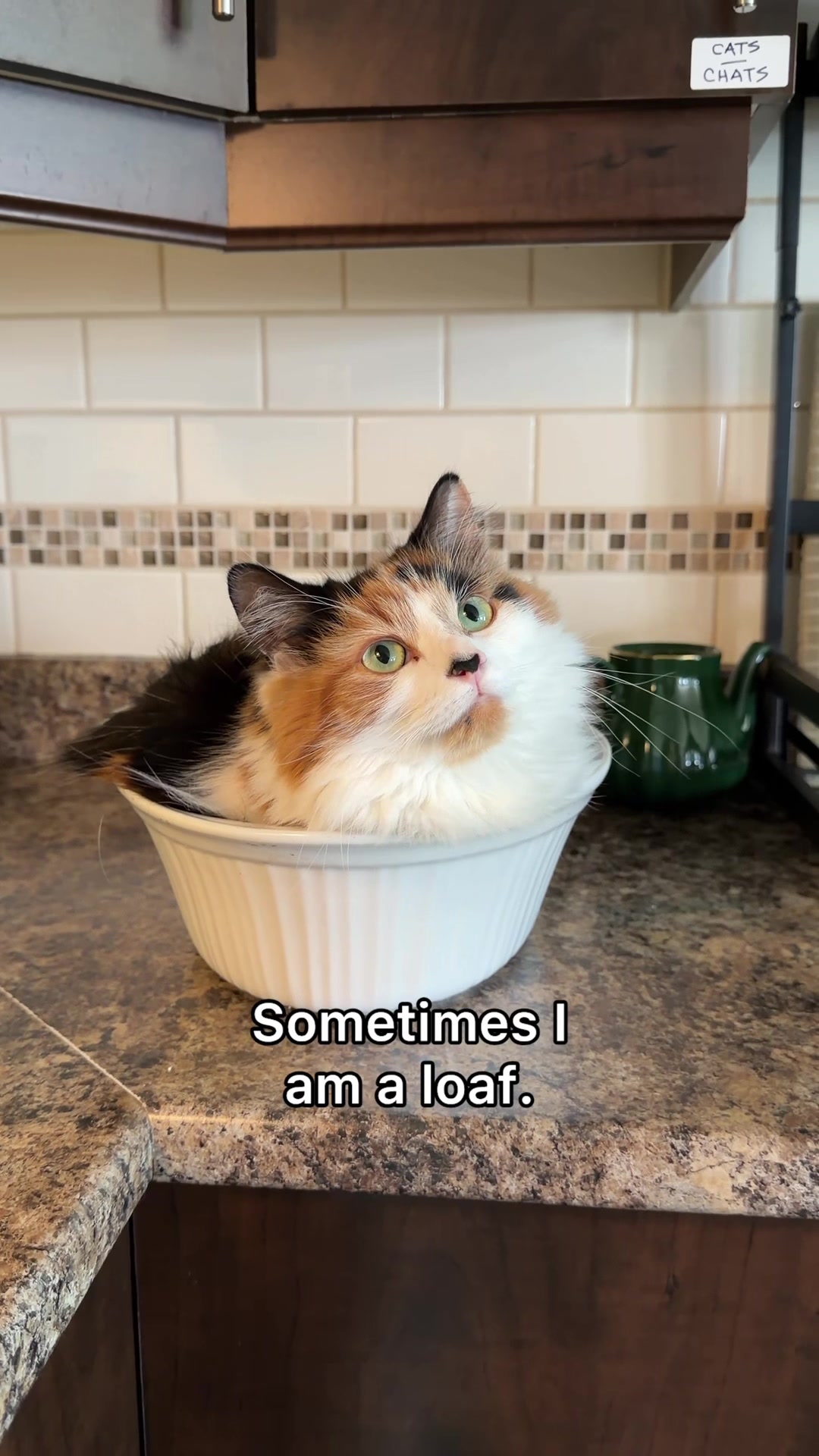 @The Oreo Cat