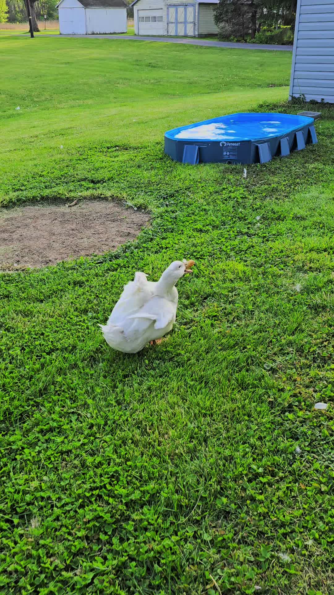 @piglettheduckthat