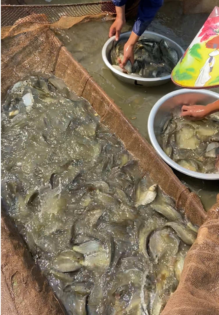 @Trại C&aacute; Giống Quang L&acirc;m