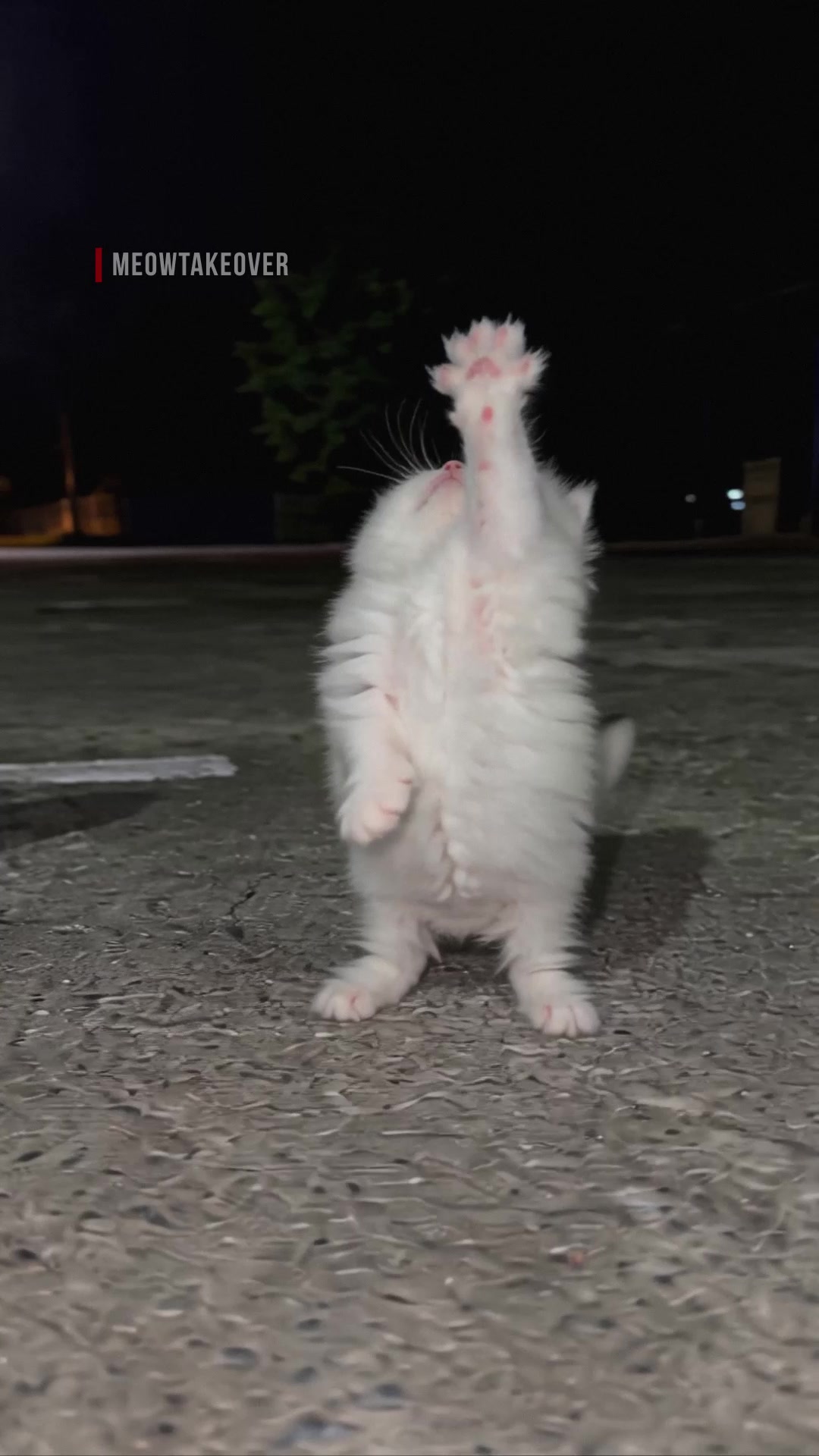 @meowtakeover