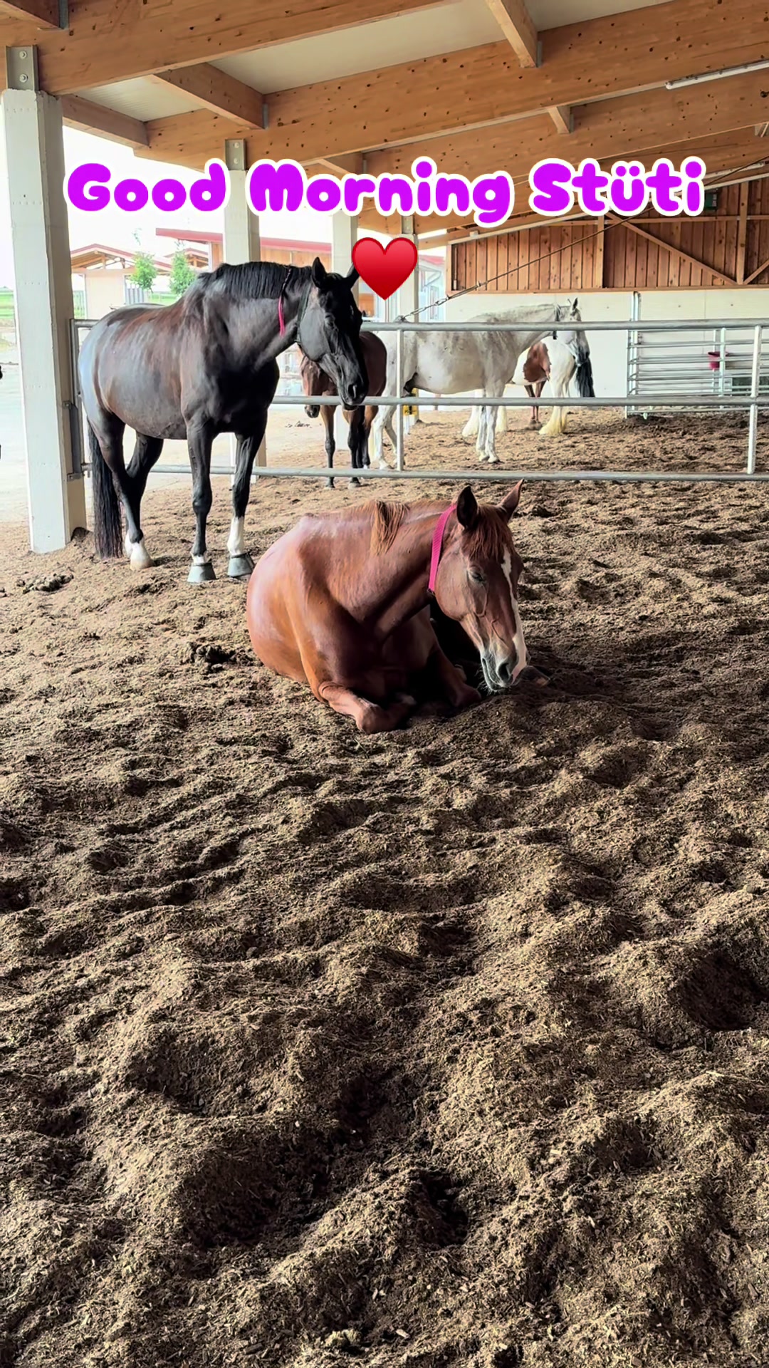 @Simbim & Friends 🐴🐕