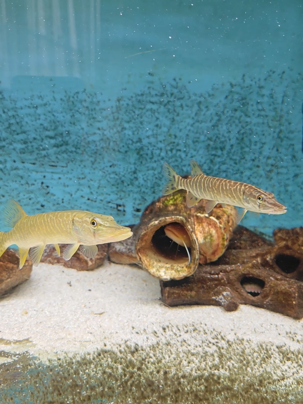 @predatoryfishtank