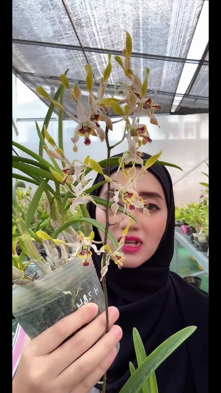 @Anggina Orchid