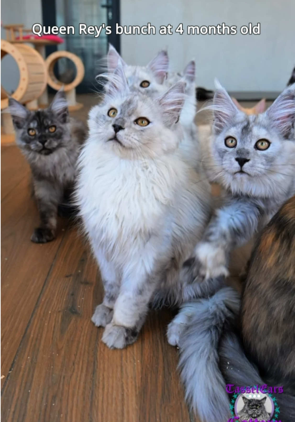 @Tassel Ears Maine Coon Cattery