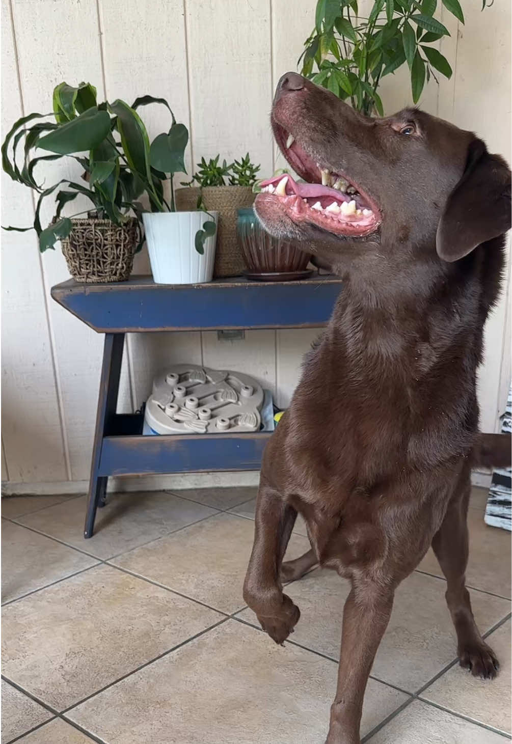 @AmandaT | Your Dog is COOL!