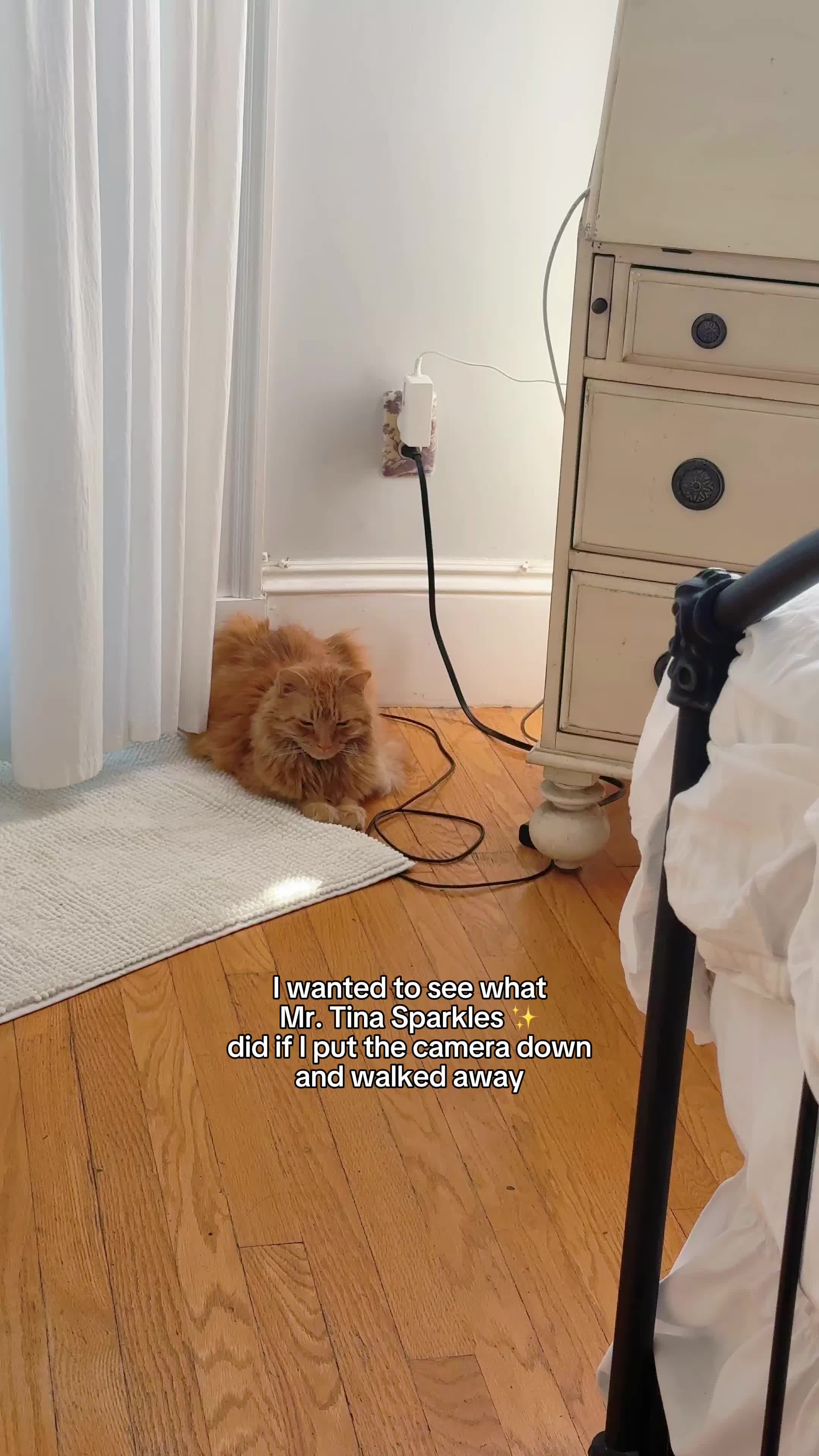 @Auntie Julie - The Cat Sitter