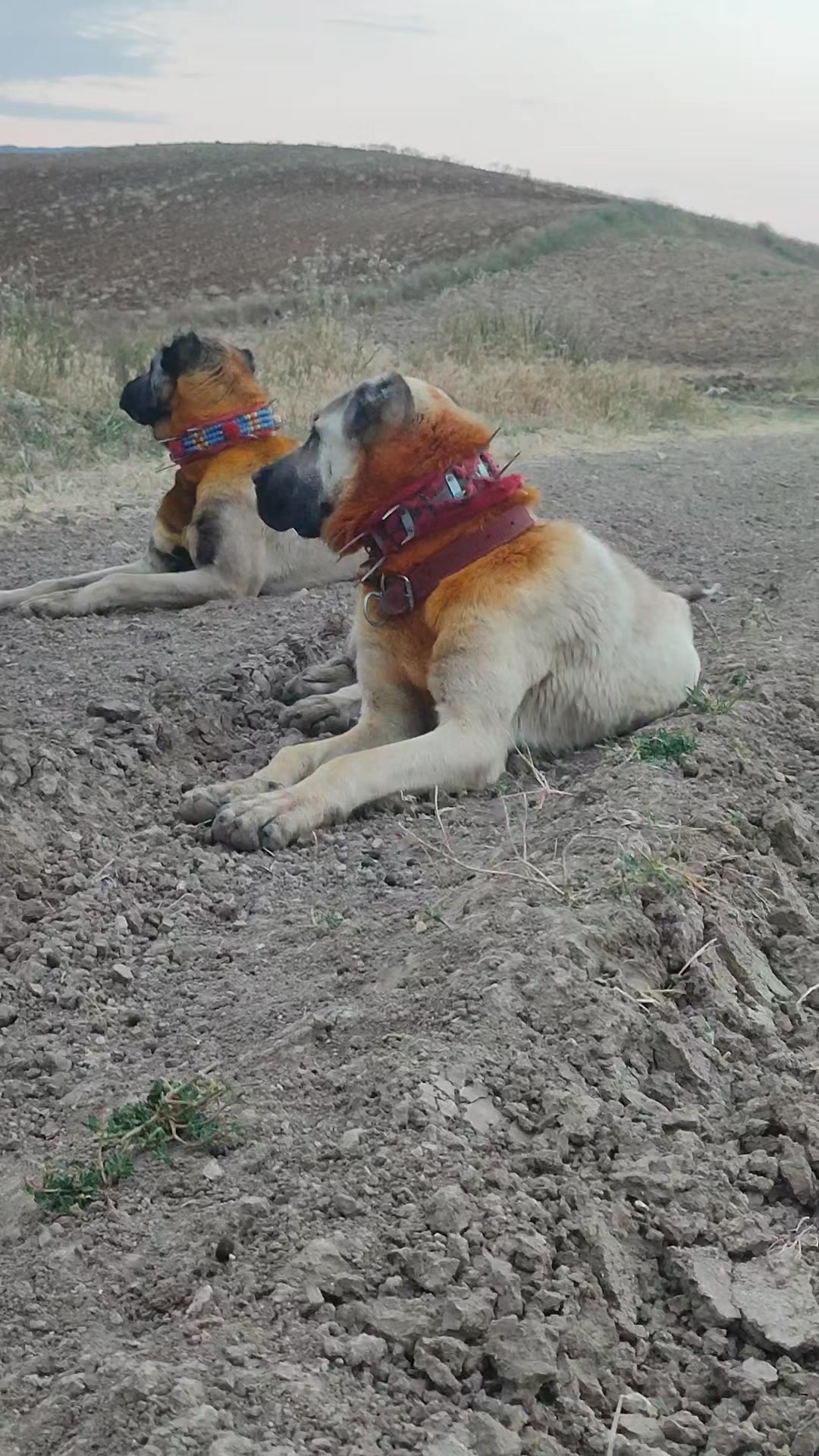 @🇹🇷 Murat Çıtak 🇹🇷