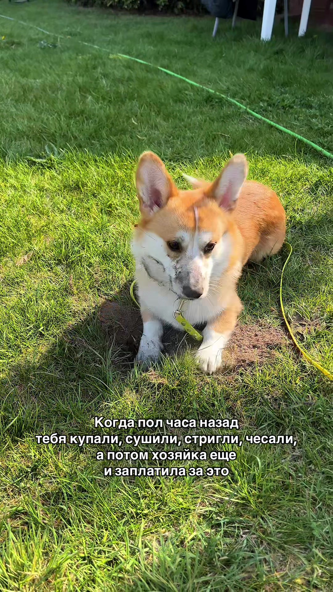 @corgimom.alntz
