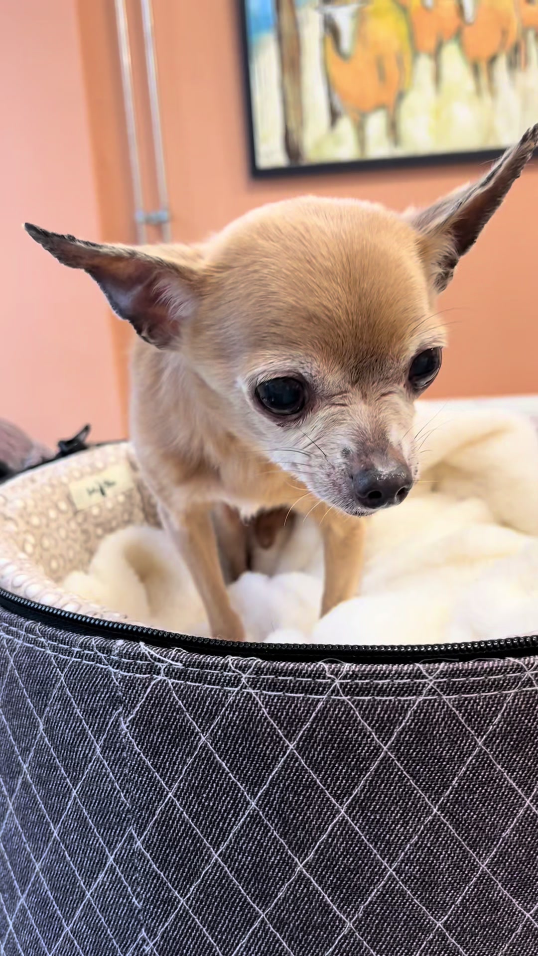 @Danielle |(chihuahua)mama 🐕🩵