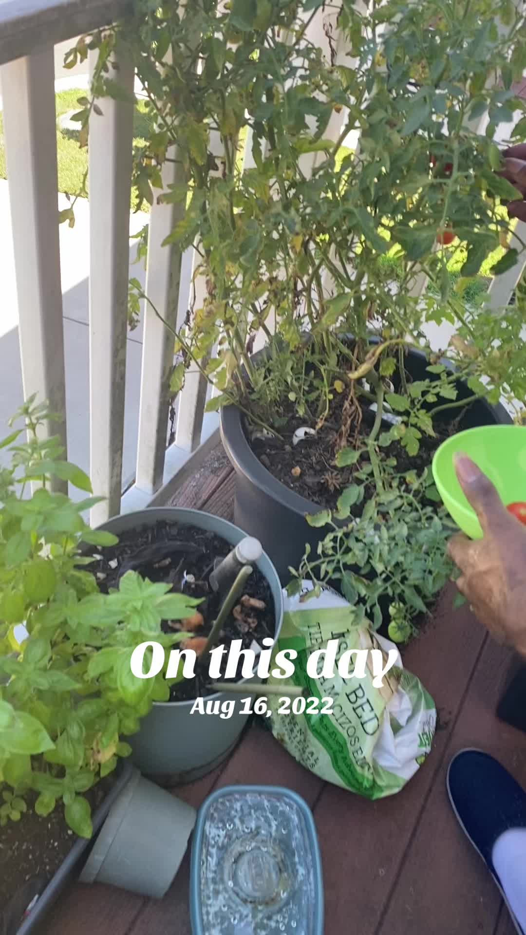 @gobigadventuresfarm