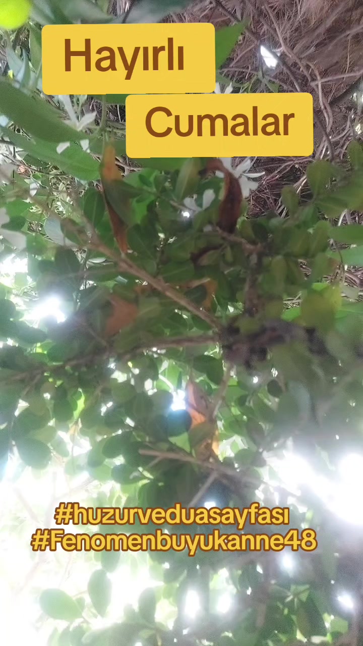@Fenomenbuyukanne48