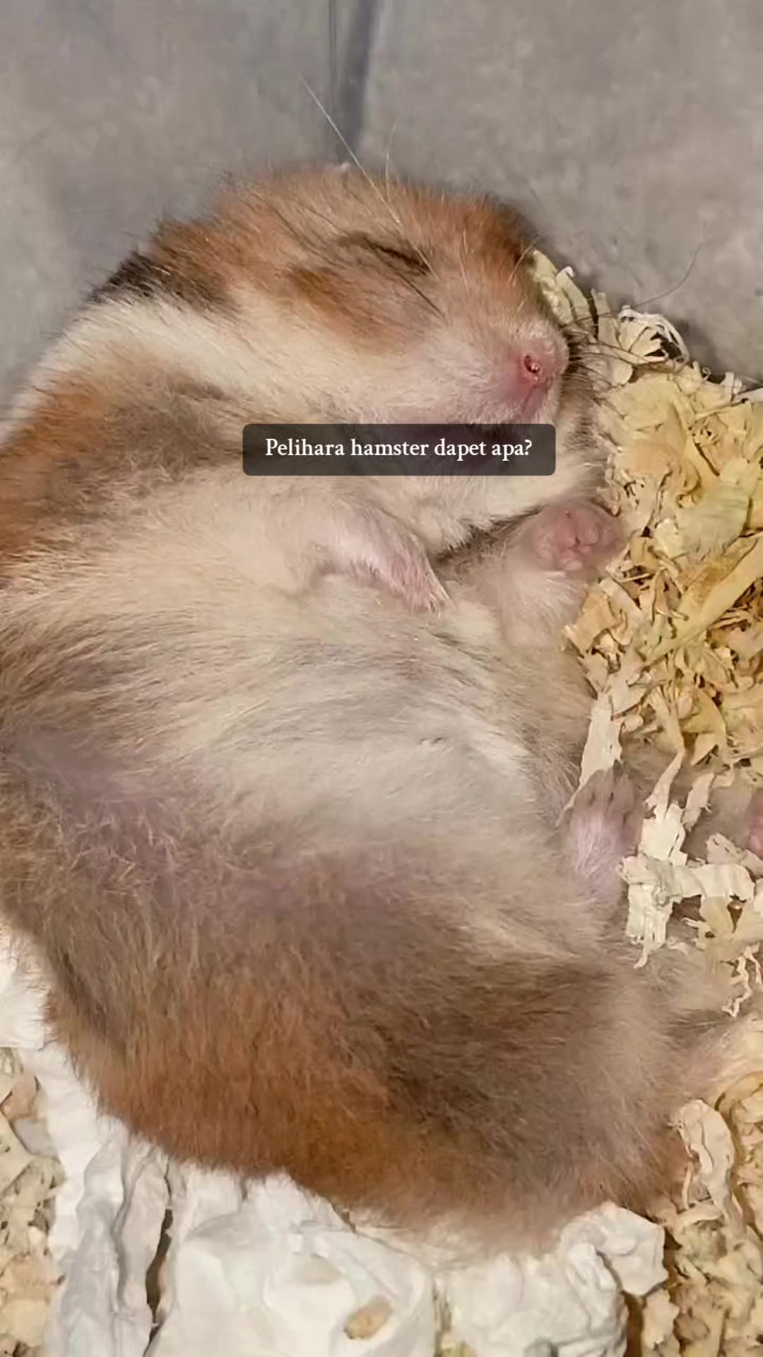 @Pikaaaduuttt