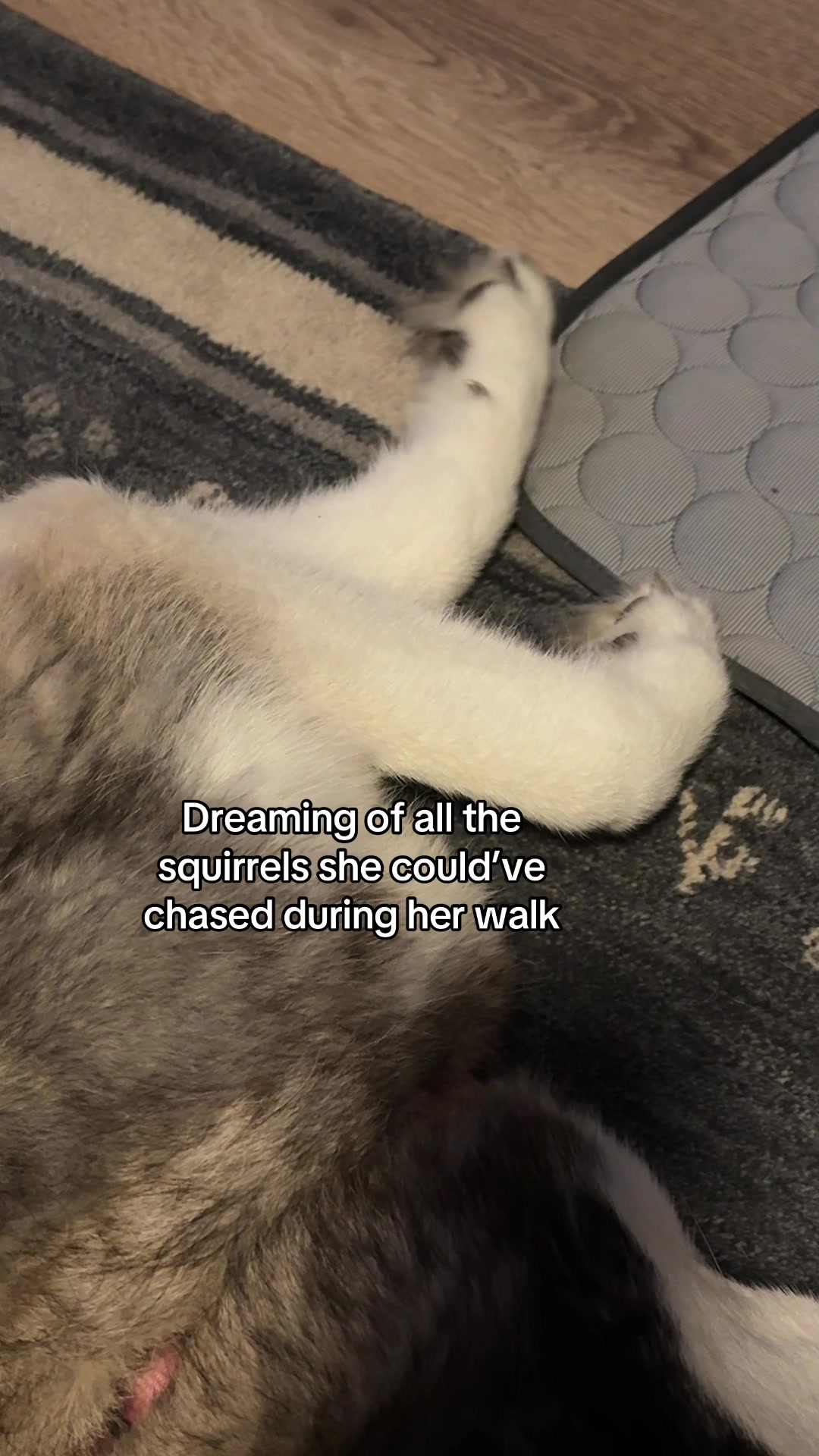 @and Luna 🐺