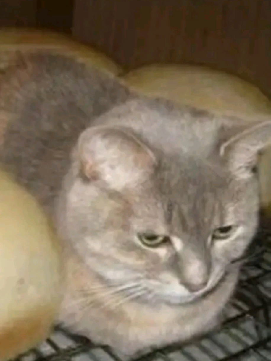 @☆ʀɪᴢᴋɪ~✠