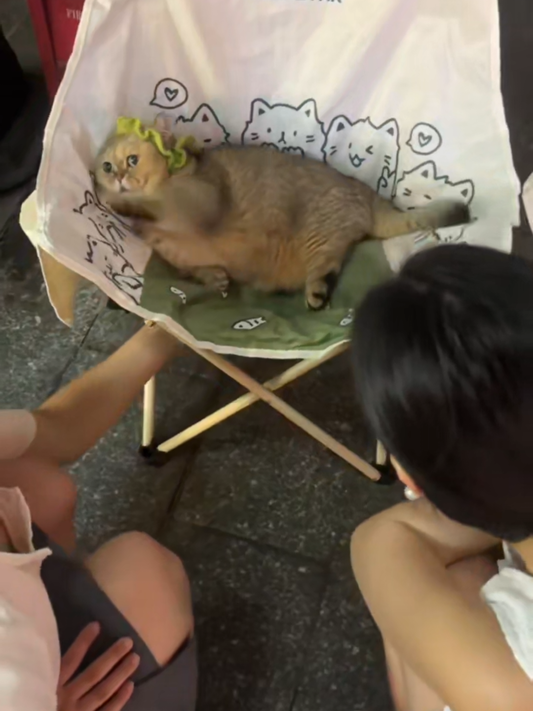 @Chonky World Of Cats