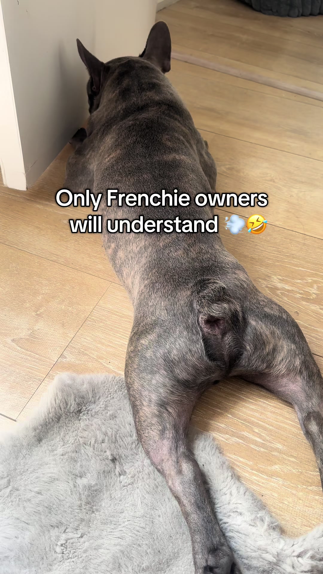 @Bose the frenchie