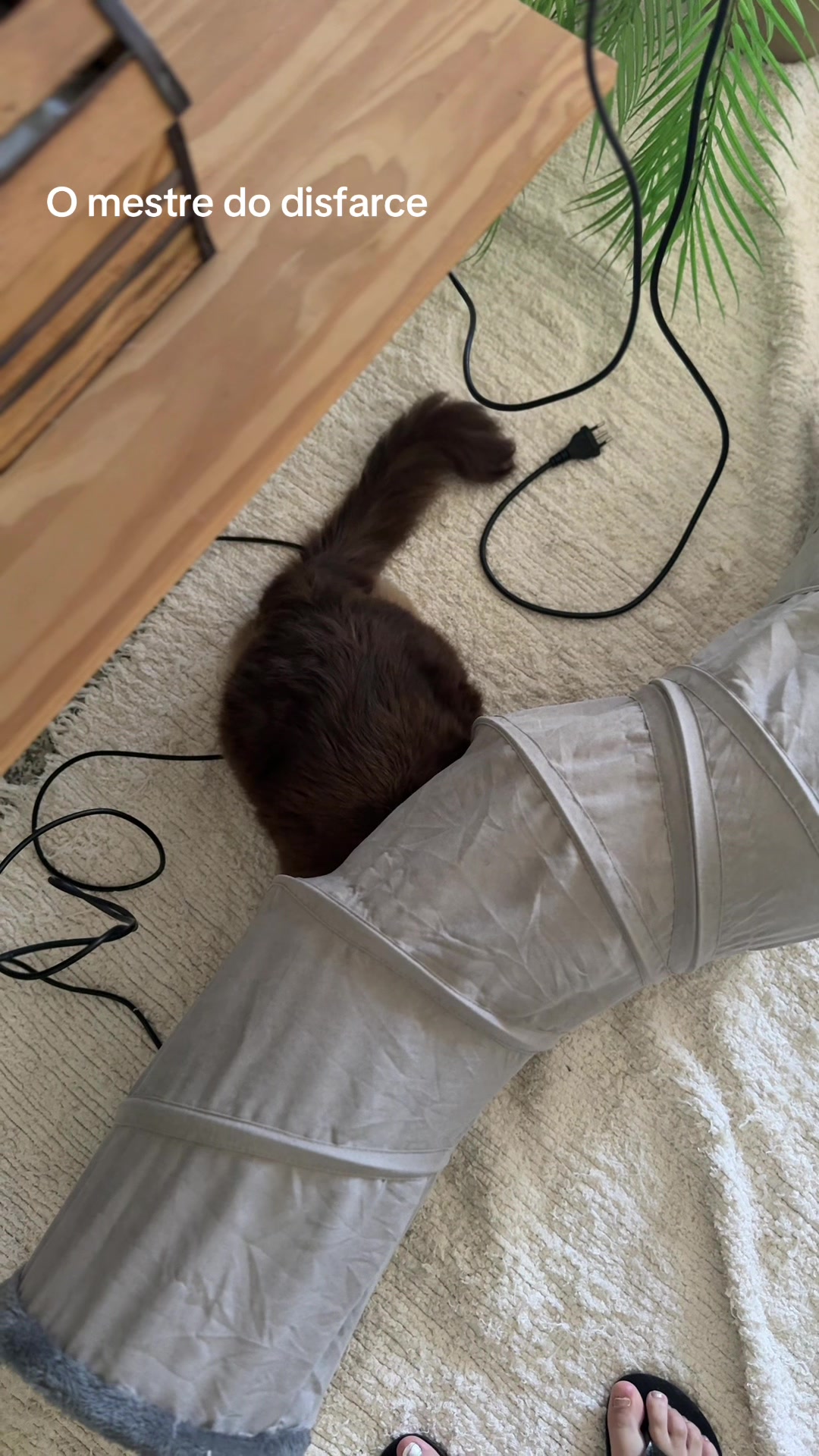 @Lorenzo the cat