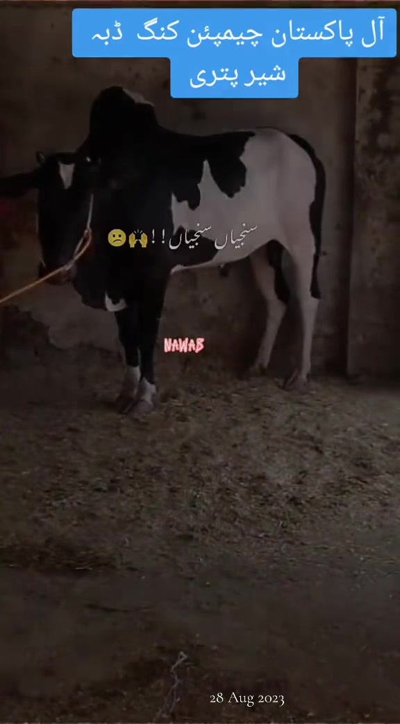 @راجہ عزیر حصار