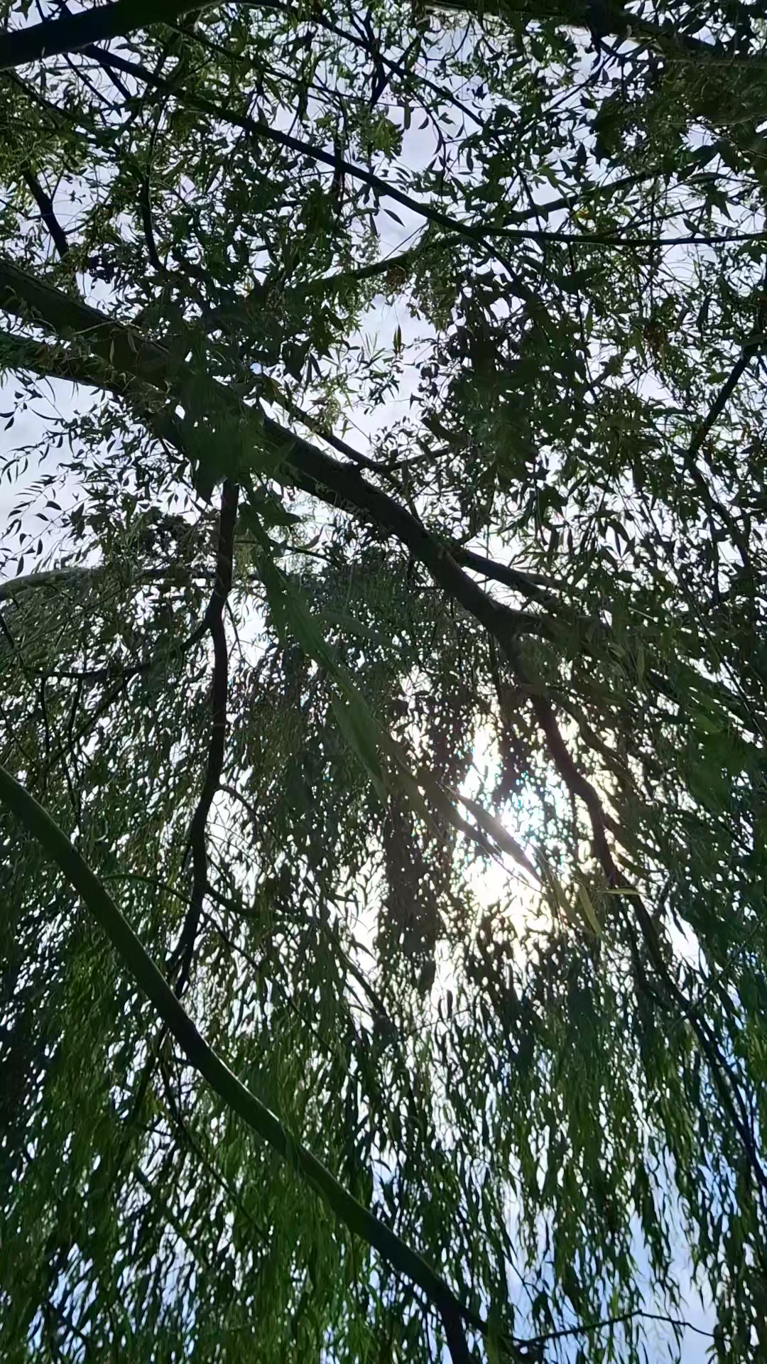 @Hayatsevgi