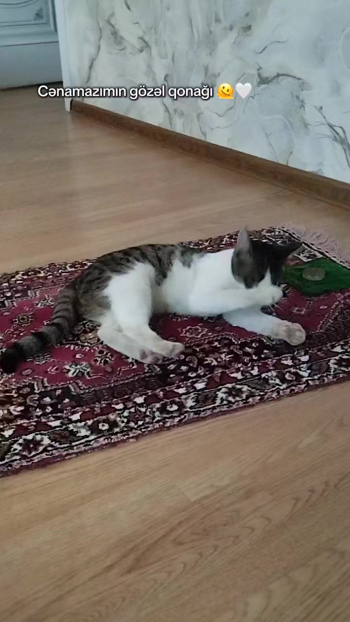 @🐾