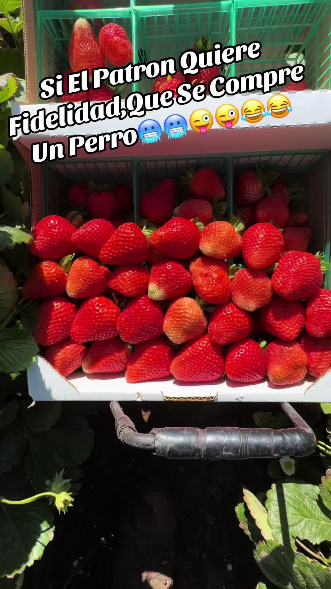 @elbuenavida58