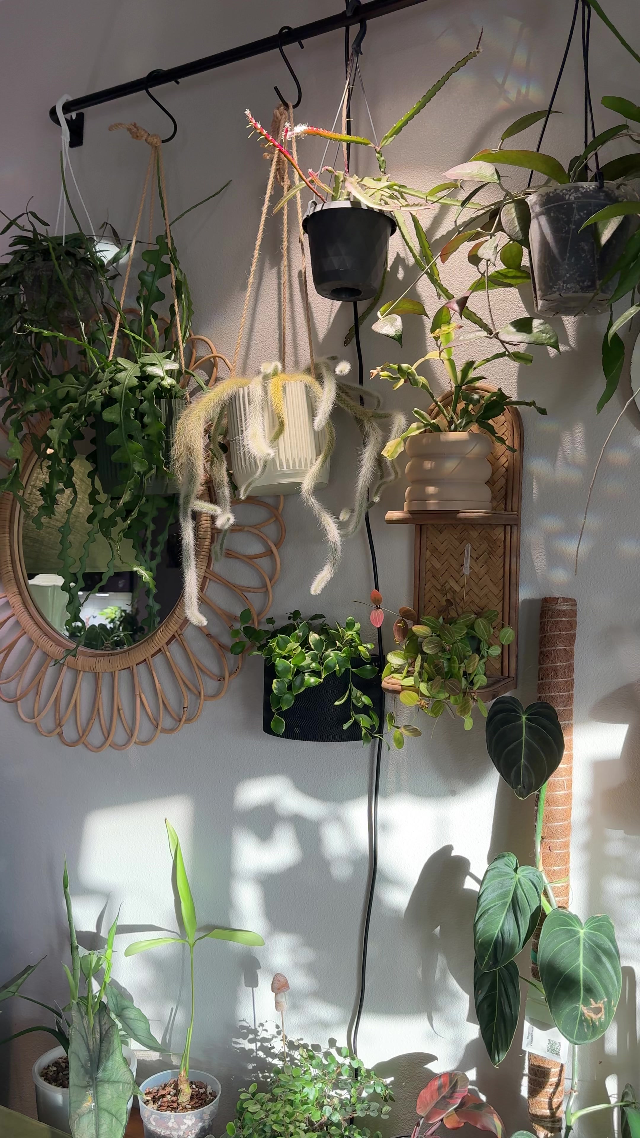 @Ness Rose | Plant Fanatic ✨