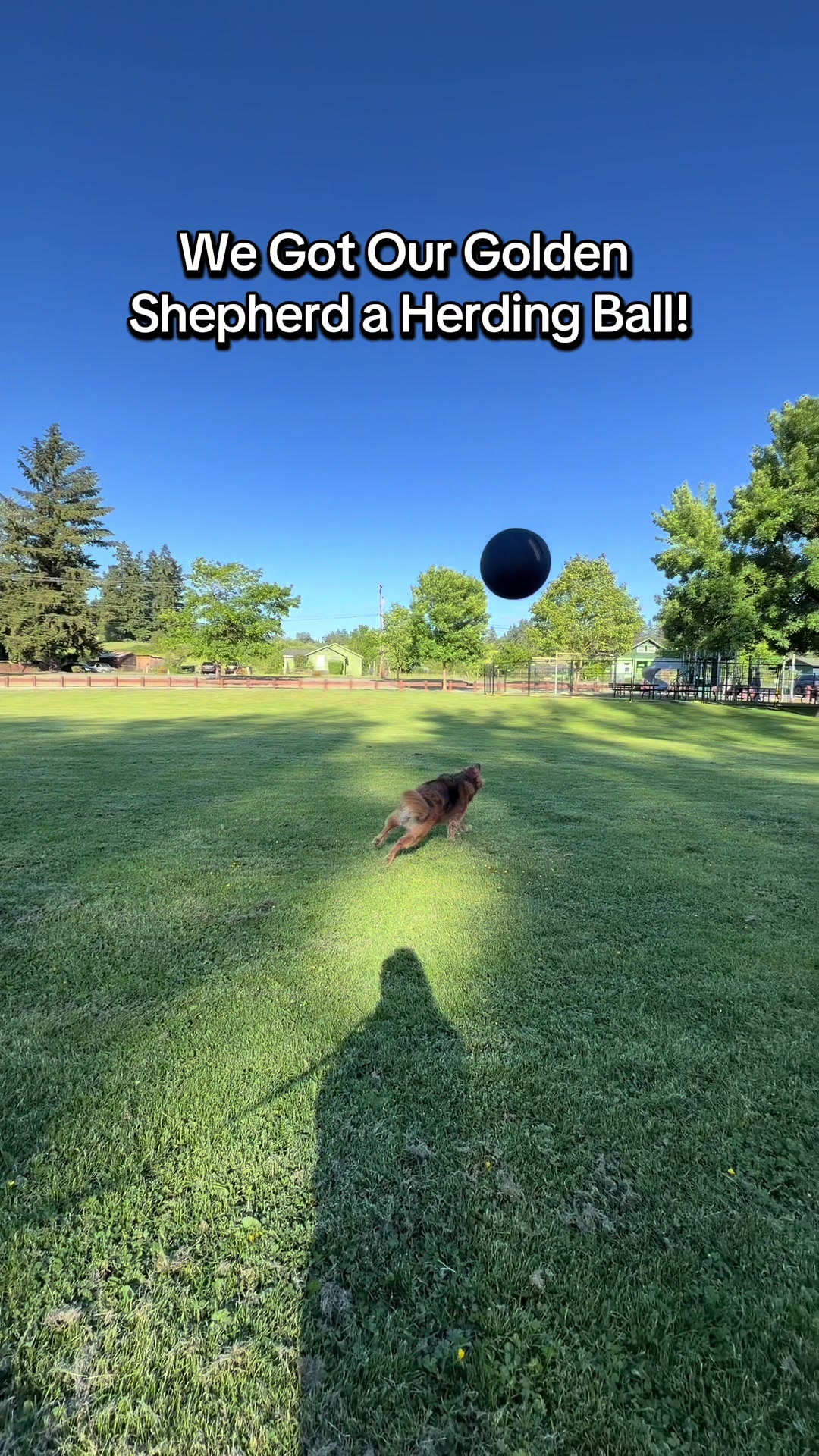 @lifewithgoldenshepherds