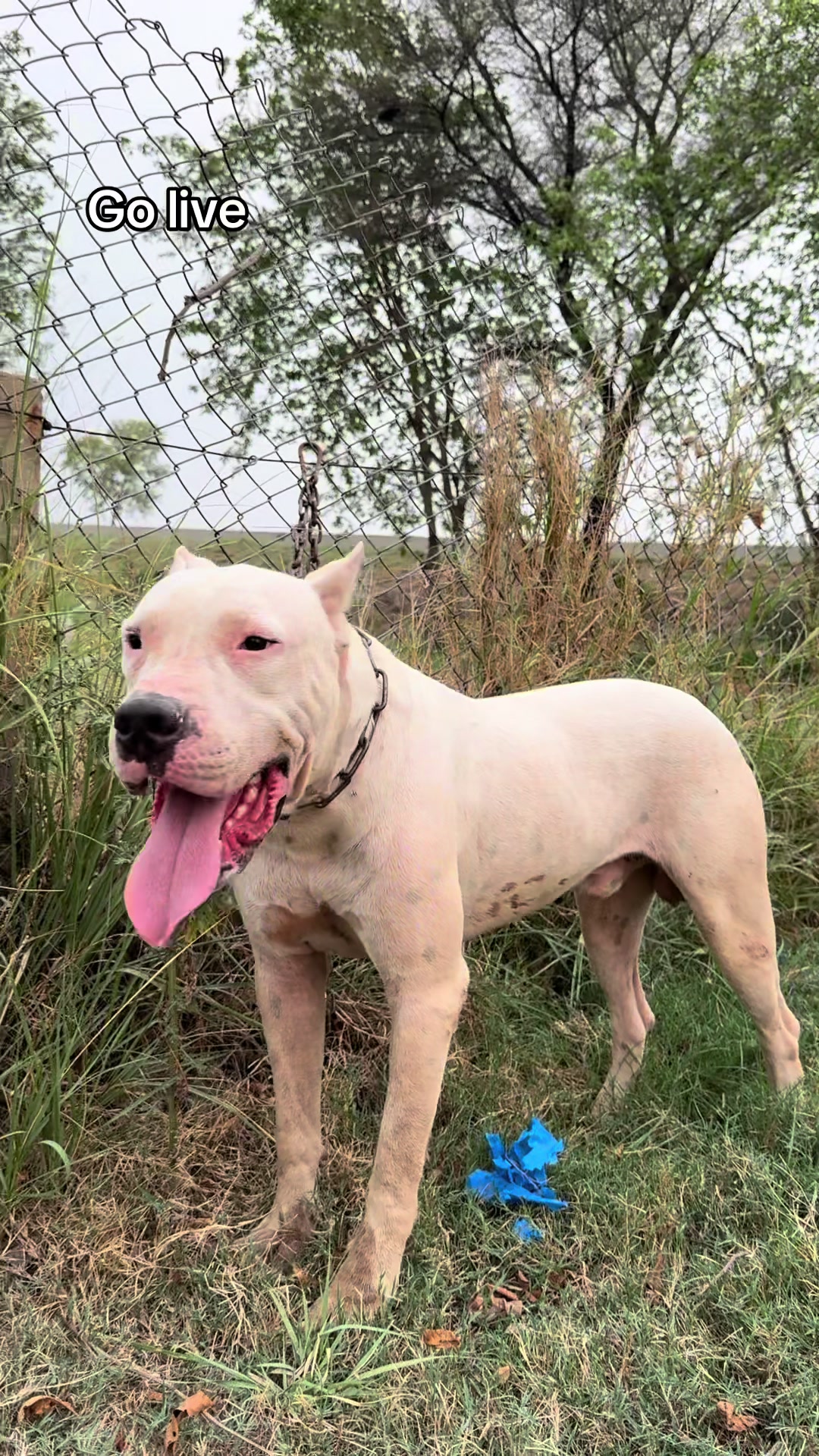 @LIGER the DOGO ARGENTINO