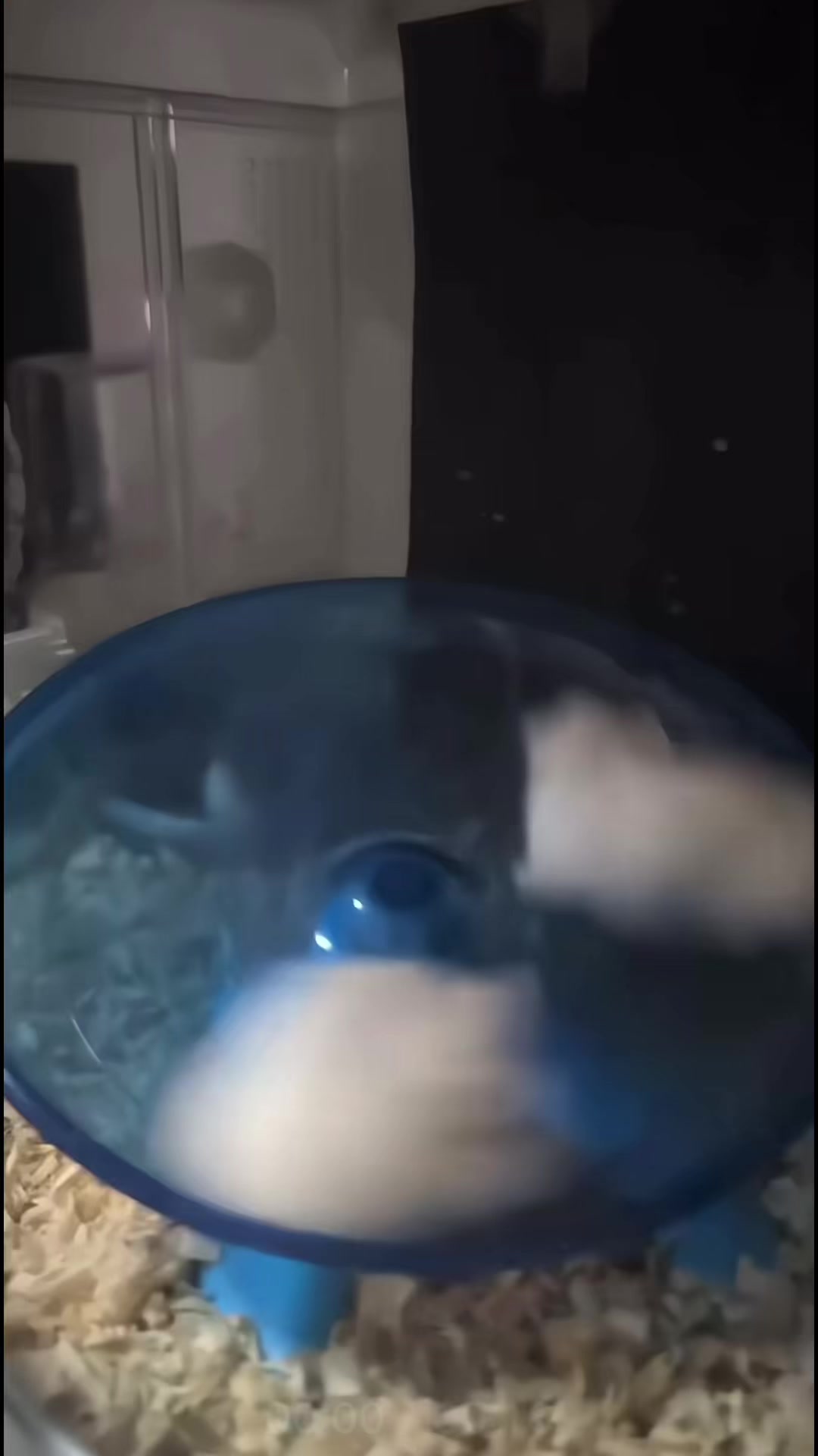 @chips.hamster