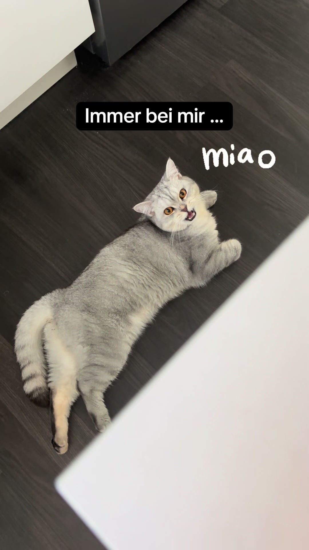 @Backet&Cosmo