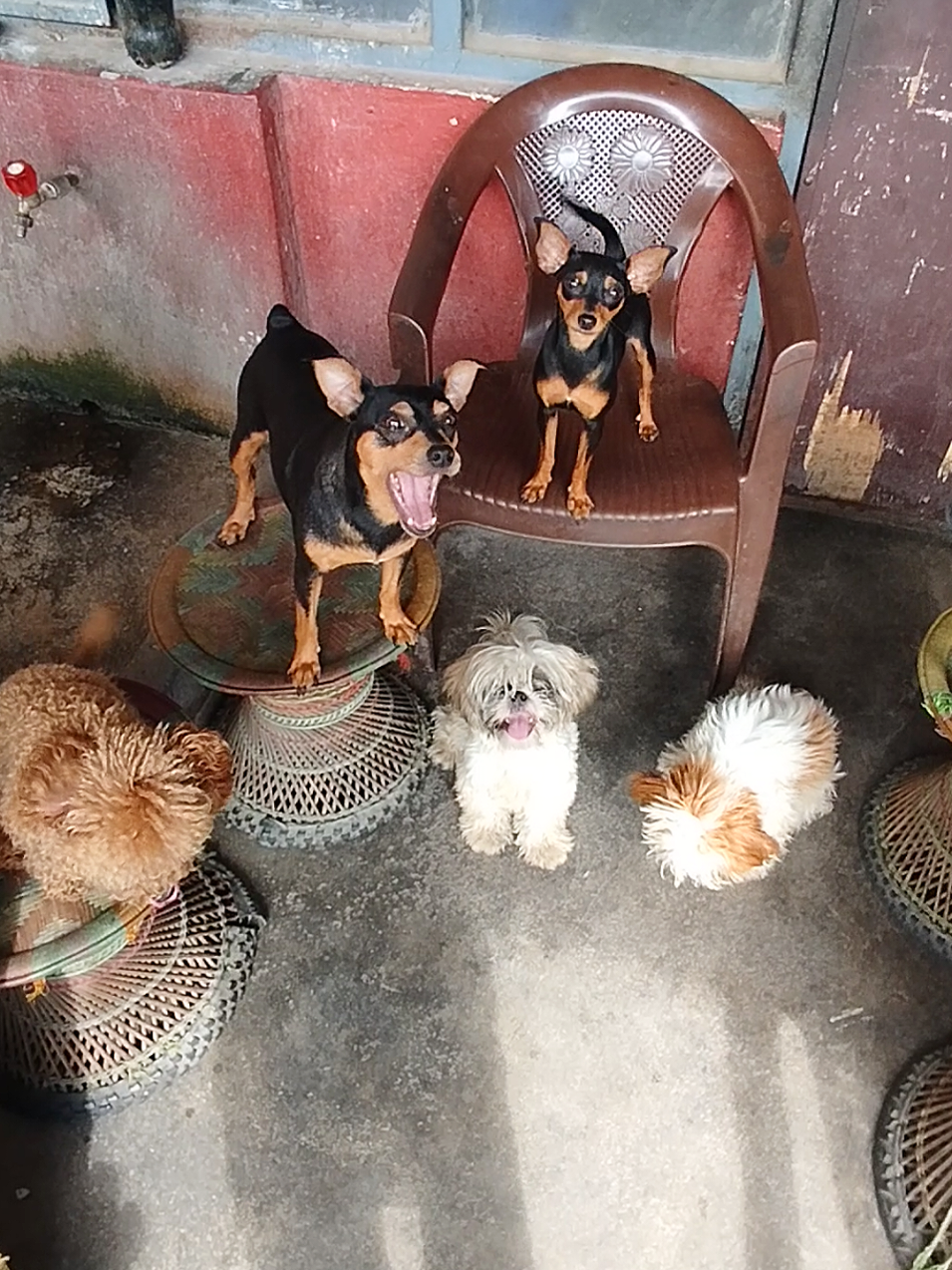 @Canine Companions Np