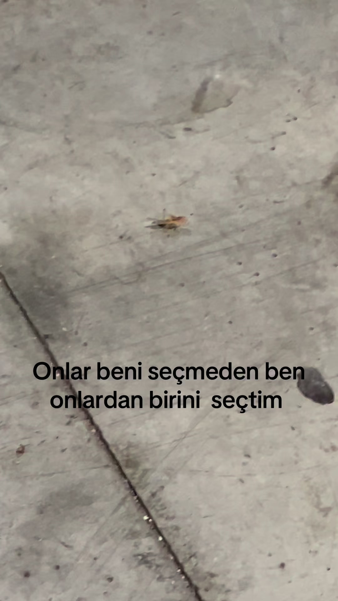 @asmreldaa