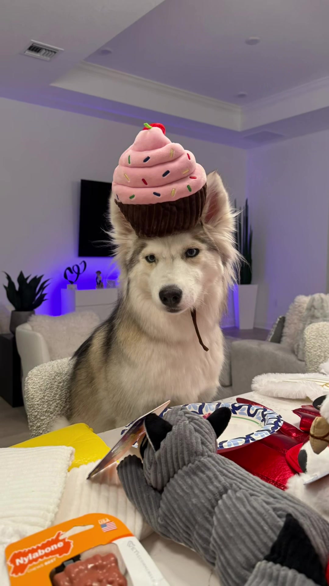 @lifewith2huskies