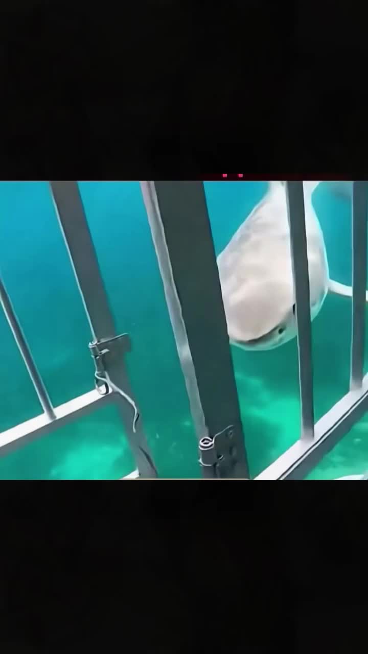 @sharkabcabc