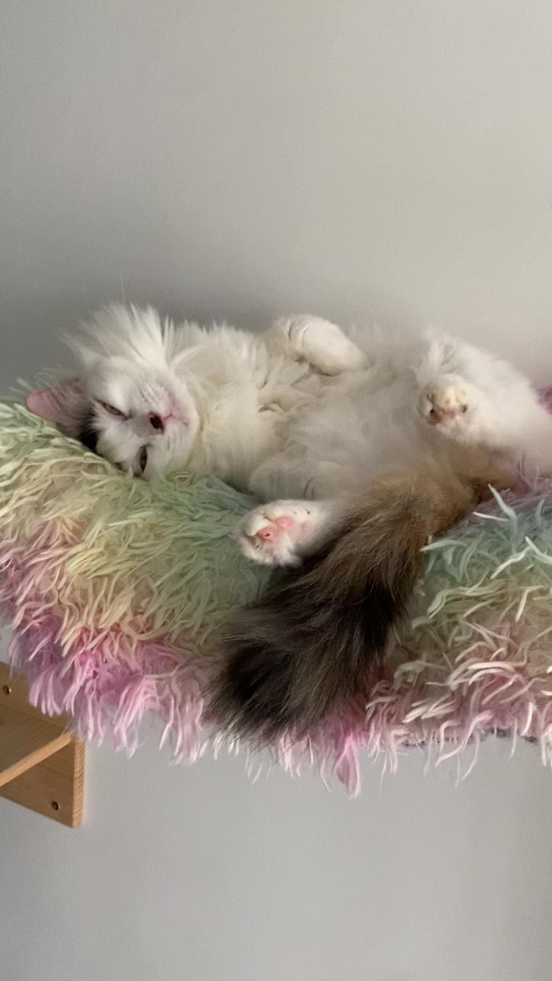 @OnePurrCuddle