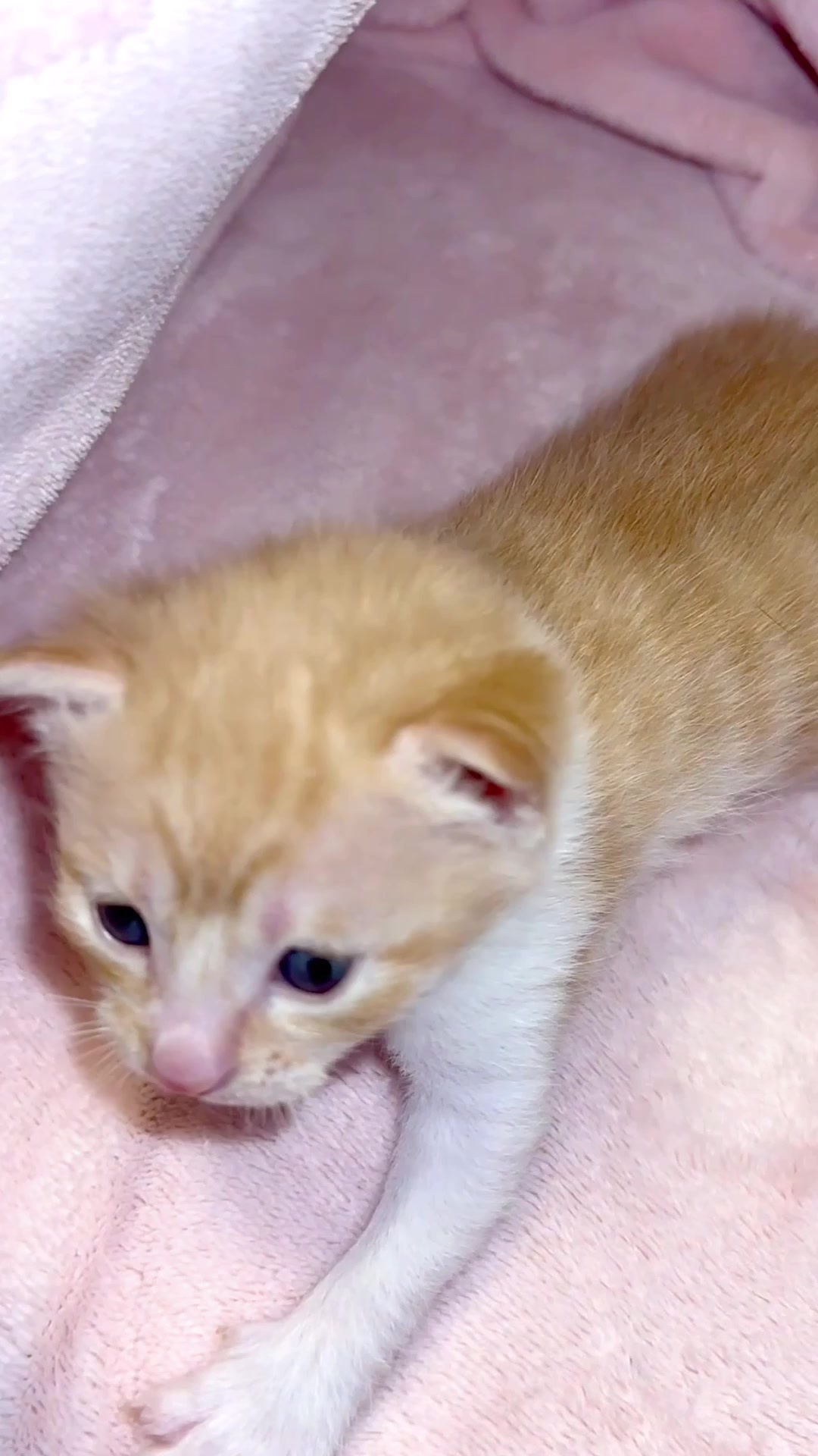 @catbosssss