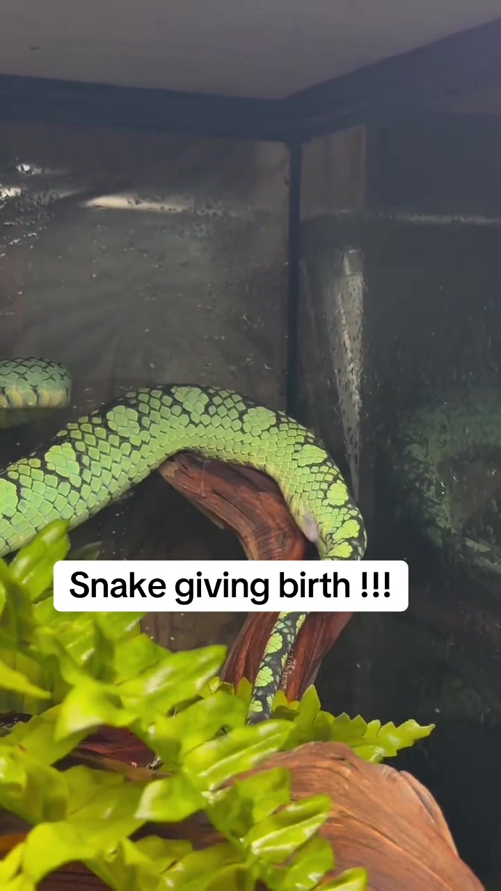@PhaithBaby