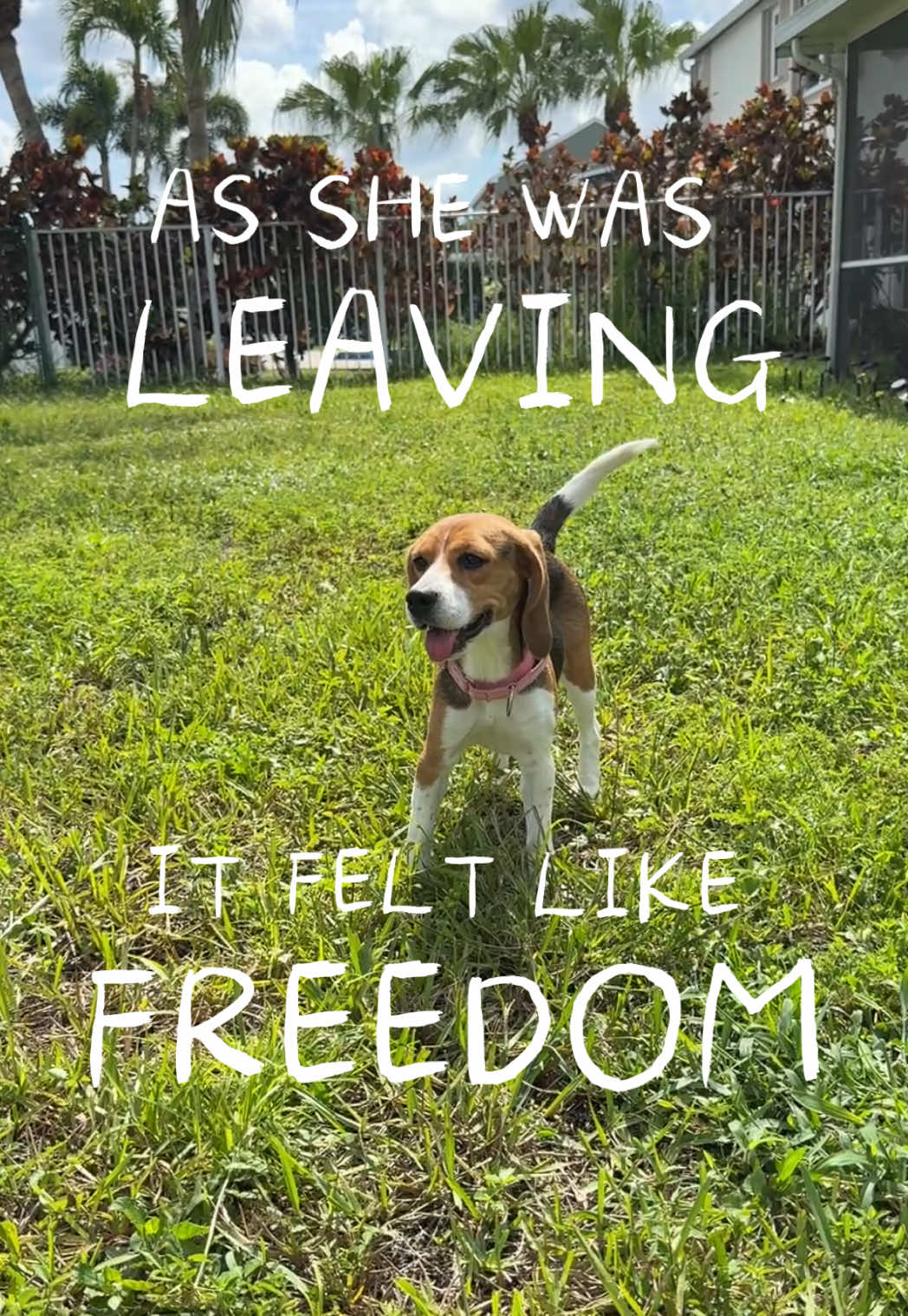@Rare the Rescue 🐶🐾💕
