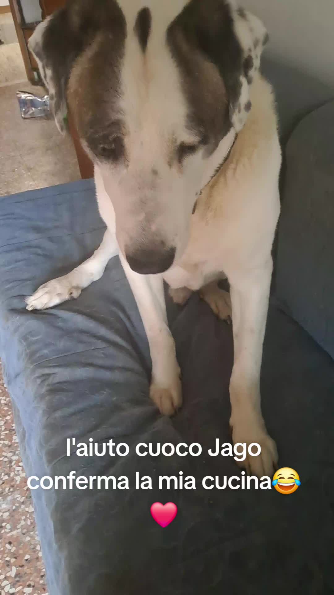 @🌹S❤️🐾🐶Jago🐶🐾❤️